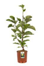 magnolia yellow joy innesto