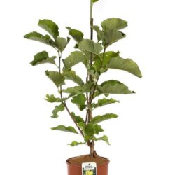 magnolia yellow joy innesto
