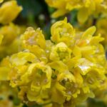 mahonia aquifolium apollo maonia 1