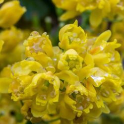 mahonia aquifolium apollo maonia 1