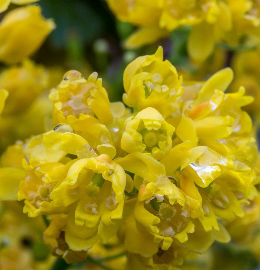 mahonia aquifolium apollo maonia 1 mahonia aquifolium apollo maonia 1