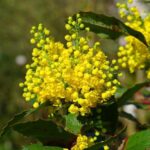 mahonia aquifolium maonia 1