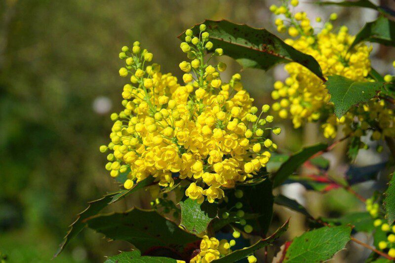 mahonia aquifolium maonia 1 mahonia aquifolium maonia 1