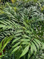 mahonia confusa nara hira maonia 1