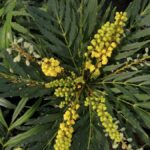 mahonia confusa nara hira maonia 2