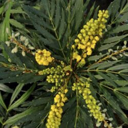 mahonia confusa nara hira maonia 2