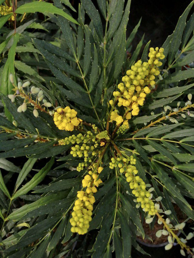 mahonia confusa nara hira maonia 2 mahonia confusa nara hira maonia 2