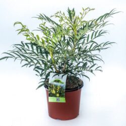 mahonia eurybracteata sweet winter maonia 1