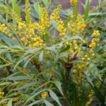 mahonia eurybracteata sweet winter maonia