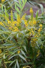 mahonia eurybracteata sweet winter maonia