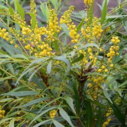mahonia eurybracteata sweet winter maonia