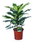 mahonia media winter sun maonia 1
