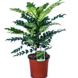 mahonia media winter sun maonia 1