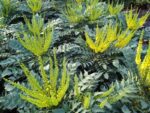 mahonia media winter sun maonia