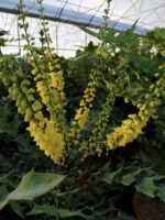mahonia media winter sun maonia 2