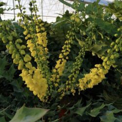 mahonia media winter sun maonia 2