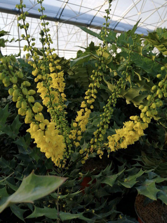 mahonia media winter sun maonia 2 mahonia media winter sun maonia 2