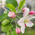 malus crittenden melo da fiore 1