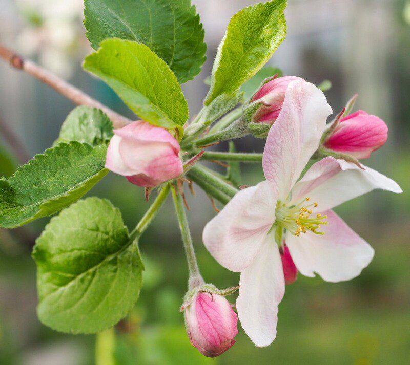 malus crittenden melo da fiore 1 malus crittenden melo da fiore 1