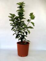 malus crittenden melo da fiore