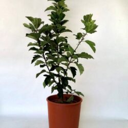 malus crittenden melo da fiore