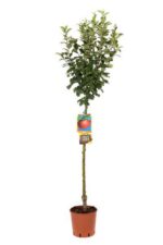 malus domestica annurca melo 1