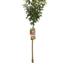 malus domestica annurca melo 1