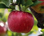 malus domestica annurca melo