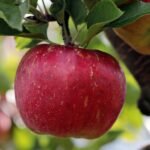 malus domestica annurca melo