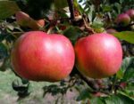 malus domestica florina melo 1