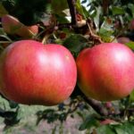 malus domestica florina melo 1