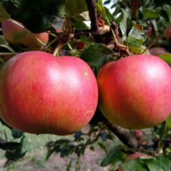 malus domestica florina melo 1