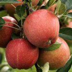 malus domestica fuji melo 1