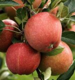 malus domestica fuji melo 1