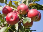 malus domestica gala melo 1