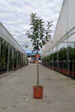 malus domestica gala melo