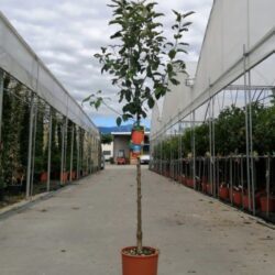 malus domestica gala melo