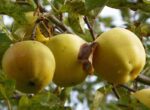 malus domestica golden delicious melo 1