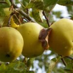 malus domestica golden delicious melo 1