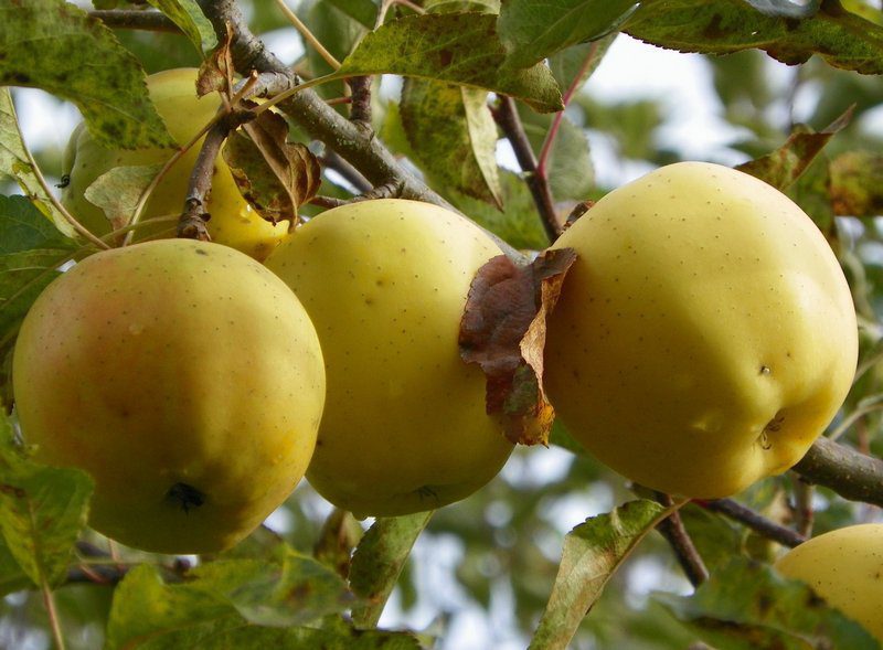 malus domestica golden delicious melo 1 malus domestica golden delicious melo 1