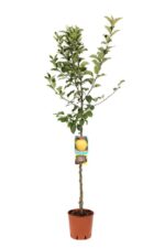malus domestica golden delicious melo