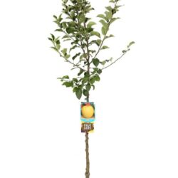 malus domestica golden delicious melo