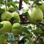 malus domestica granny smiths melo 1