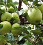 malus domestica granny smiths melo 1