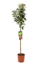 malus domestica granny smiths melo