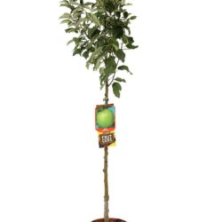 malus domestica granny smiths melo