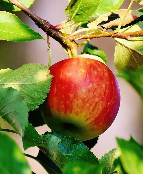 malus domestica gravenstein melo antico 1 malus domestica gravenstein melo antico 1