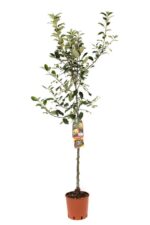 malus domestica gravenstein melo antico