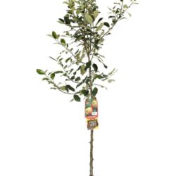 malus domestica gravenstein melo antico