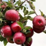malus domestica imperatore melo 1